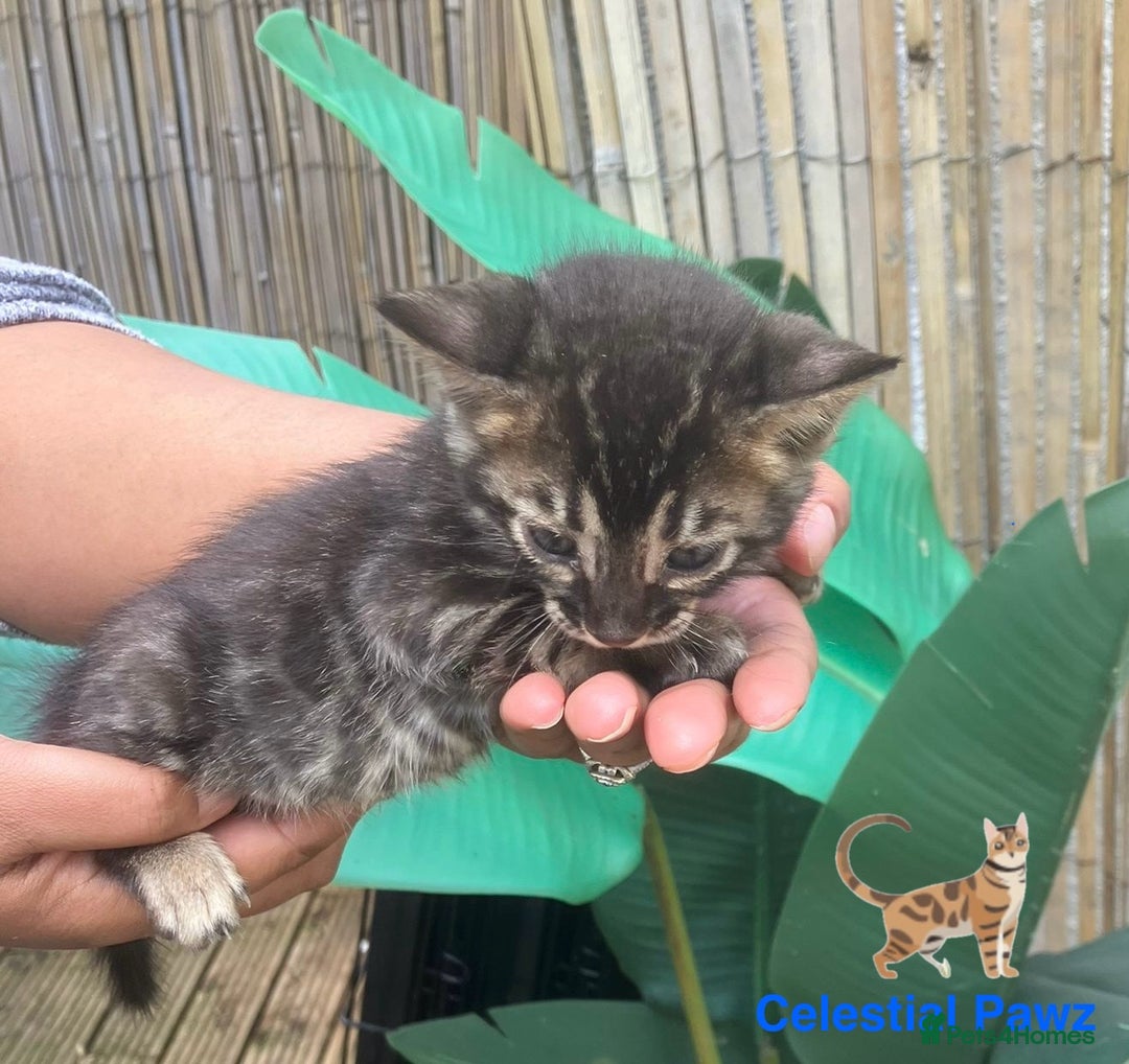 Bengal cats for sale: RARE PEDIGREE BENGAL KITTEN 07542924995  - Image 7