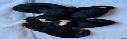 Bernese Mountain Dog dogs for sale: Bernese Mountain Dog - Advert 5