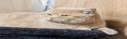 British Shorthair cats for sale: British Shorthair Cream Male (4 years) - Advert 5