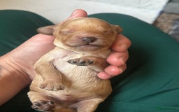 Cockapoo dogs for sale: Cockapoo puppies for sale - Image 9