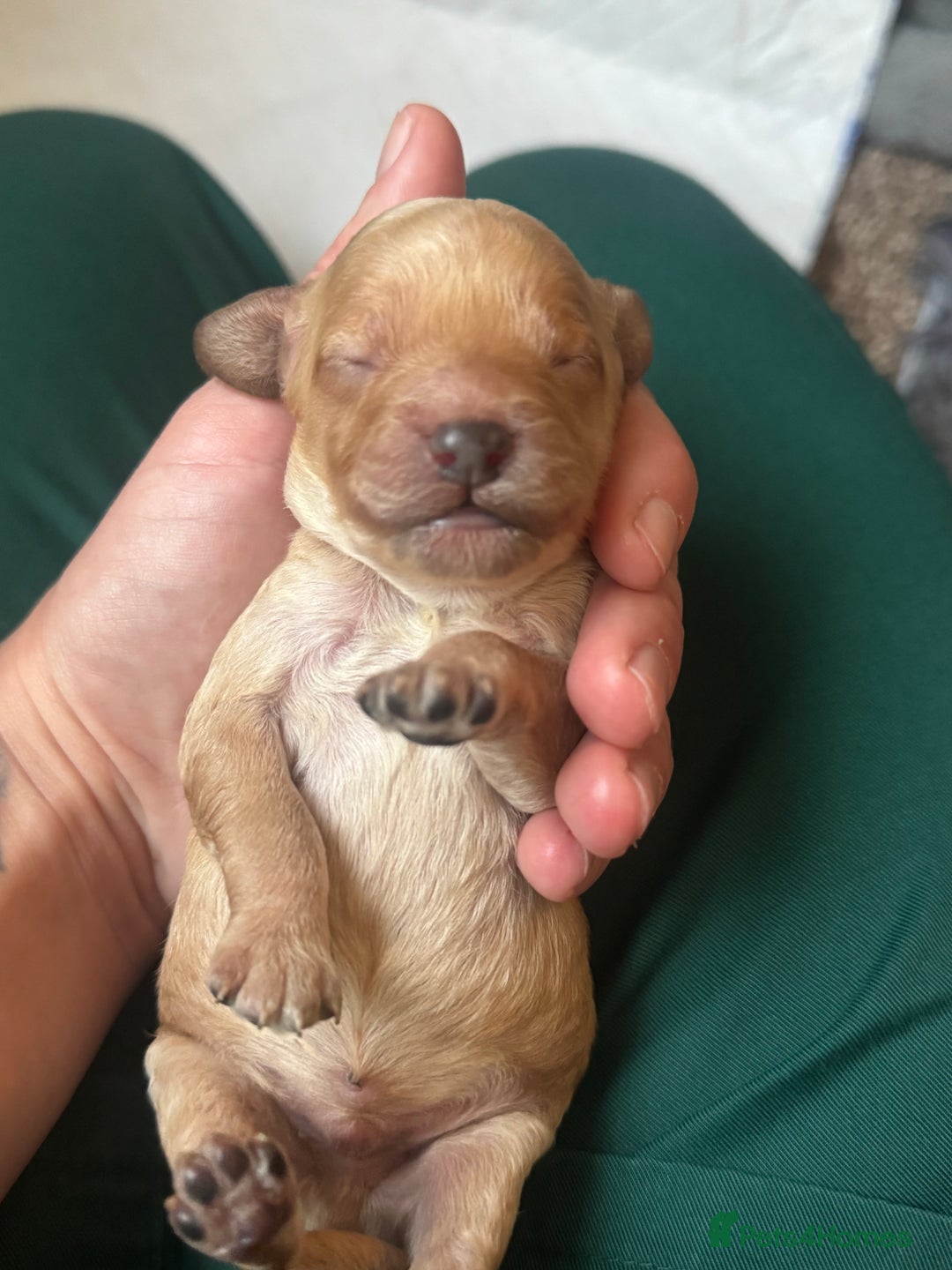 Cockapoo dogs for sale: Cockapoo puppies for sale - Image 9