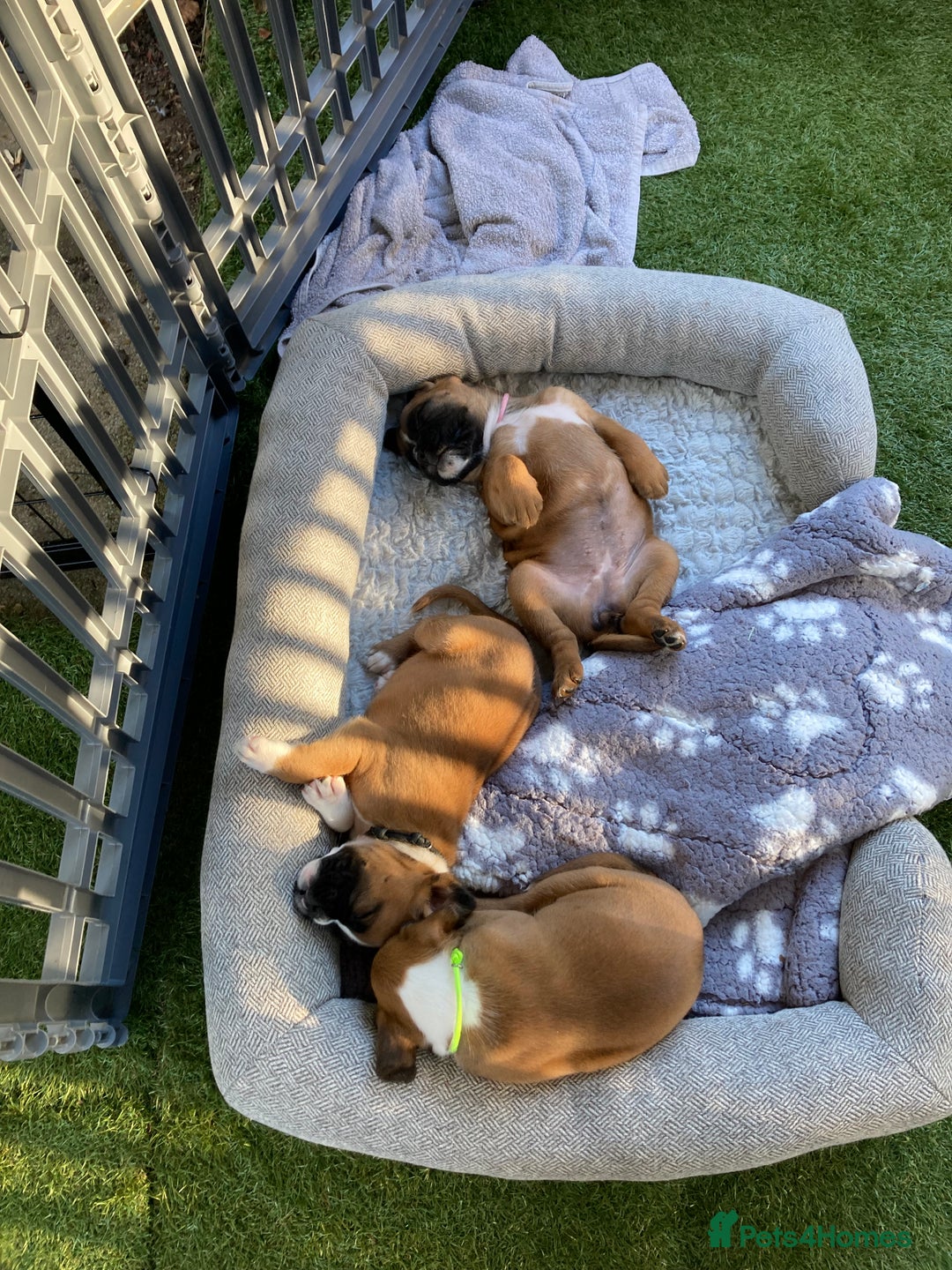 Boxer dogs for sale: Boxer baby girl 💖 - Image 13
