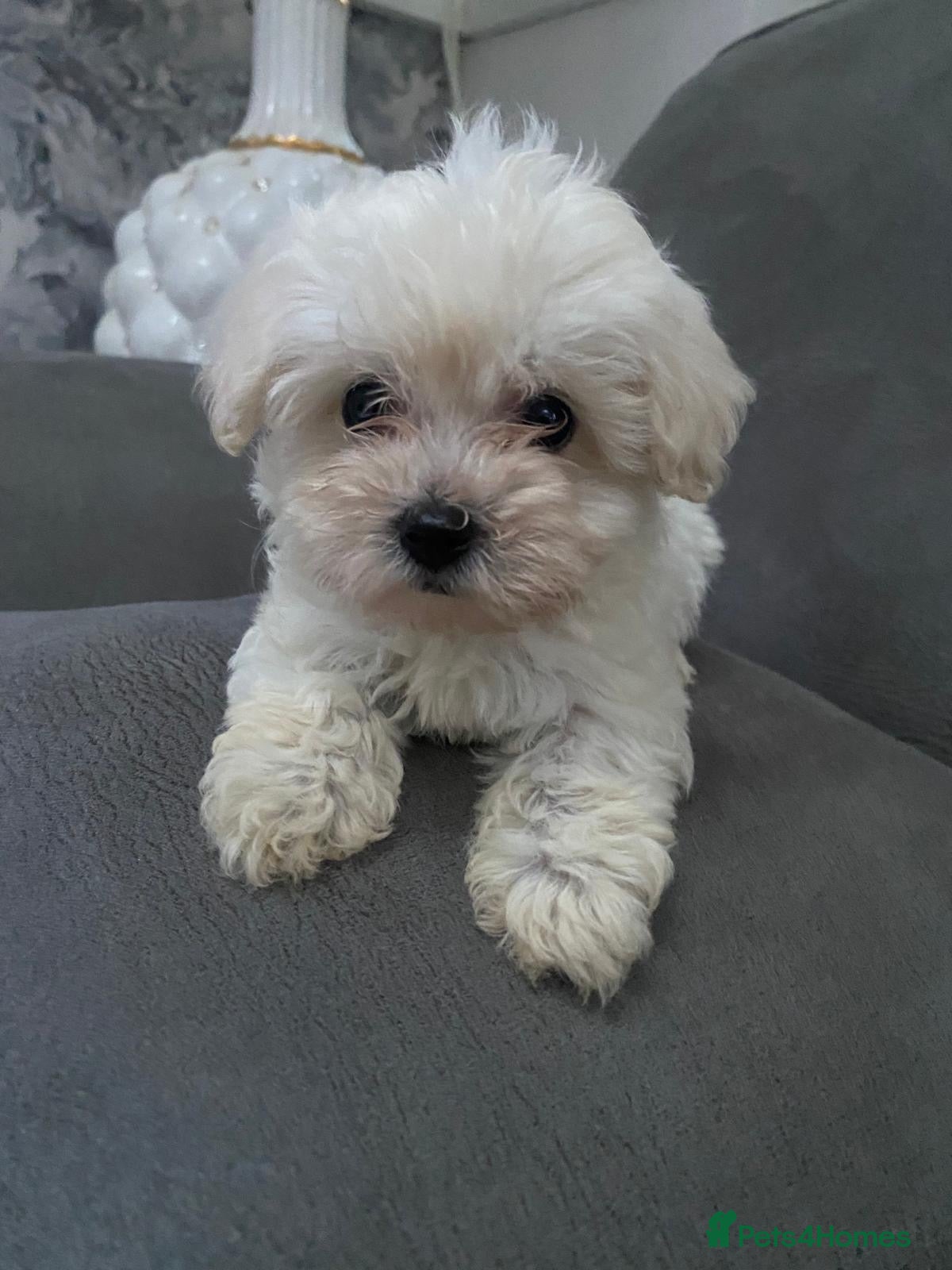 Maltipoo dogs Multipoo - Advert 2