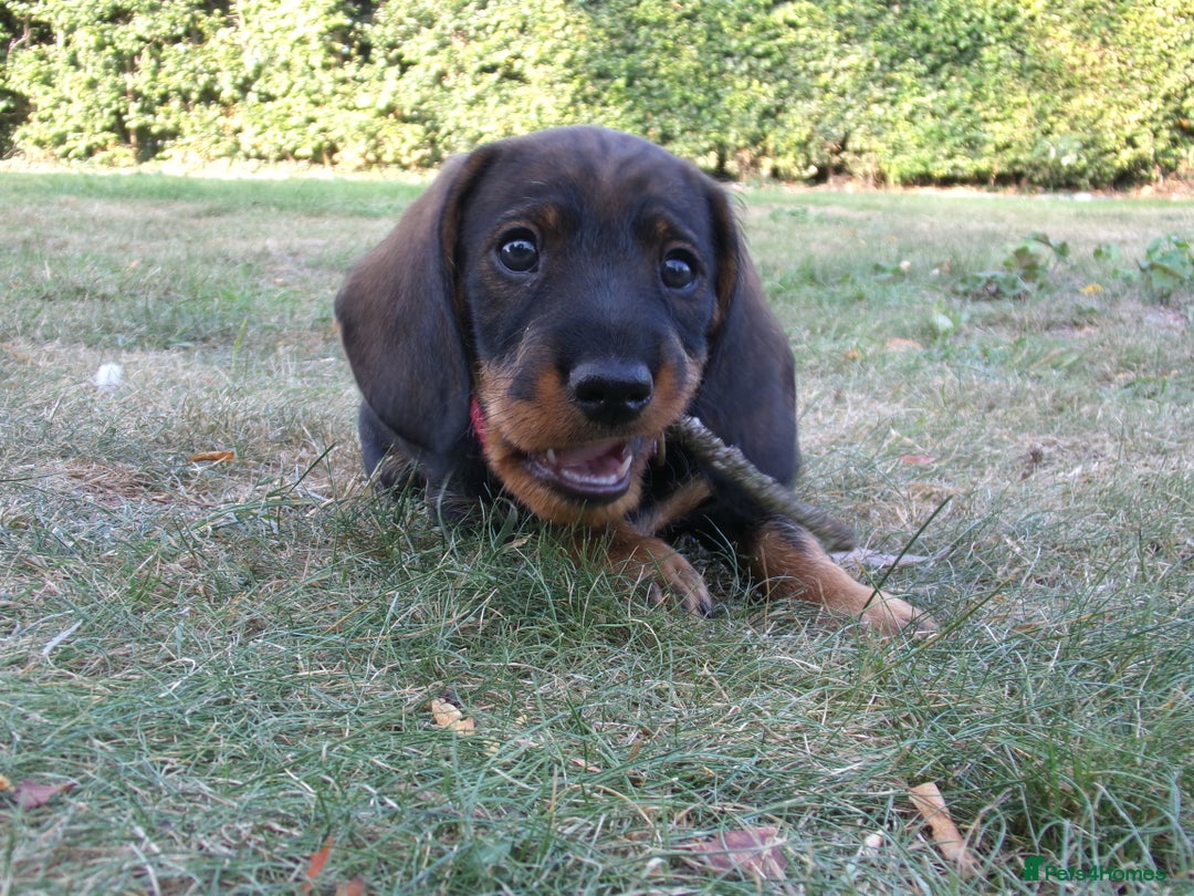 Dachshund dogs for sale: KC Wirehaired Dachshund / Teckel puppies  - Image 5