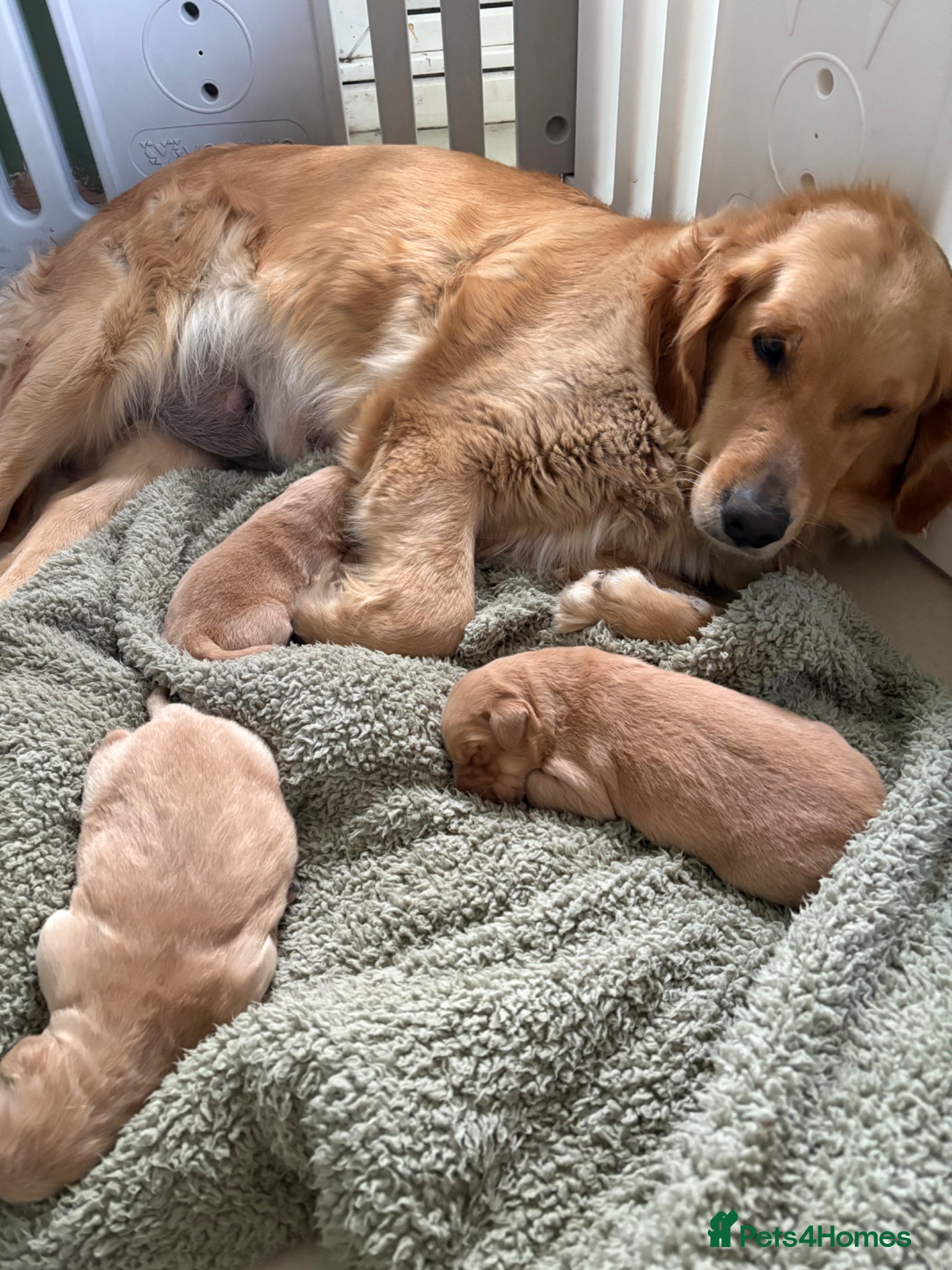 Golden Retriever dogs Dark golden retriever puppies kc reg - Advert 13