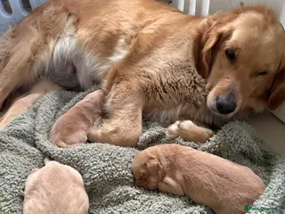 Golden Retriever dogs Dark golden retriever puppies kc reg - Advert 6