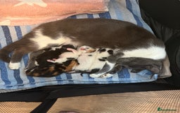 British Shorthair cats for sale: 4 Kittens for sale - Image 22