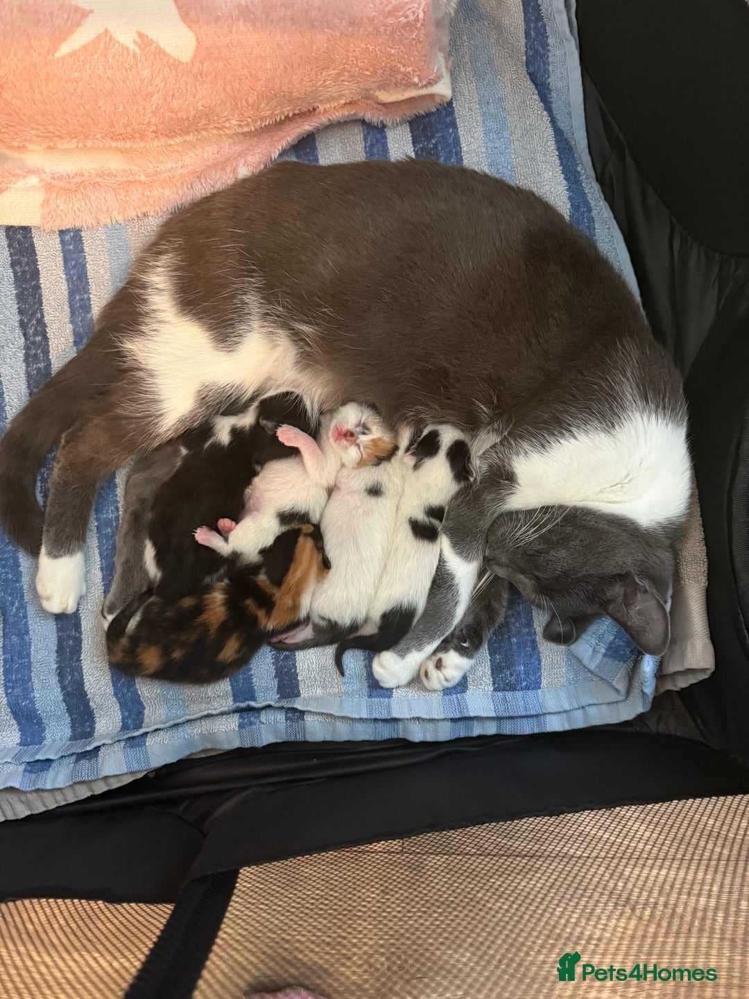 British Shorthair cats for sale: 4 Kittens for sale - Image 22