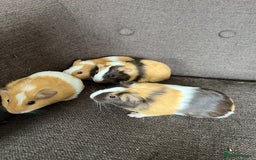 Guinea Pig rodents for sale: Baby BOY Guinea Pigs - Image 4
