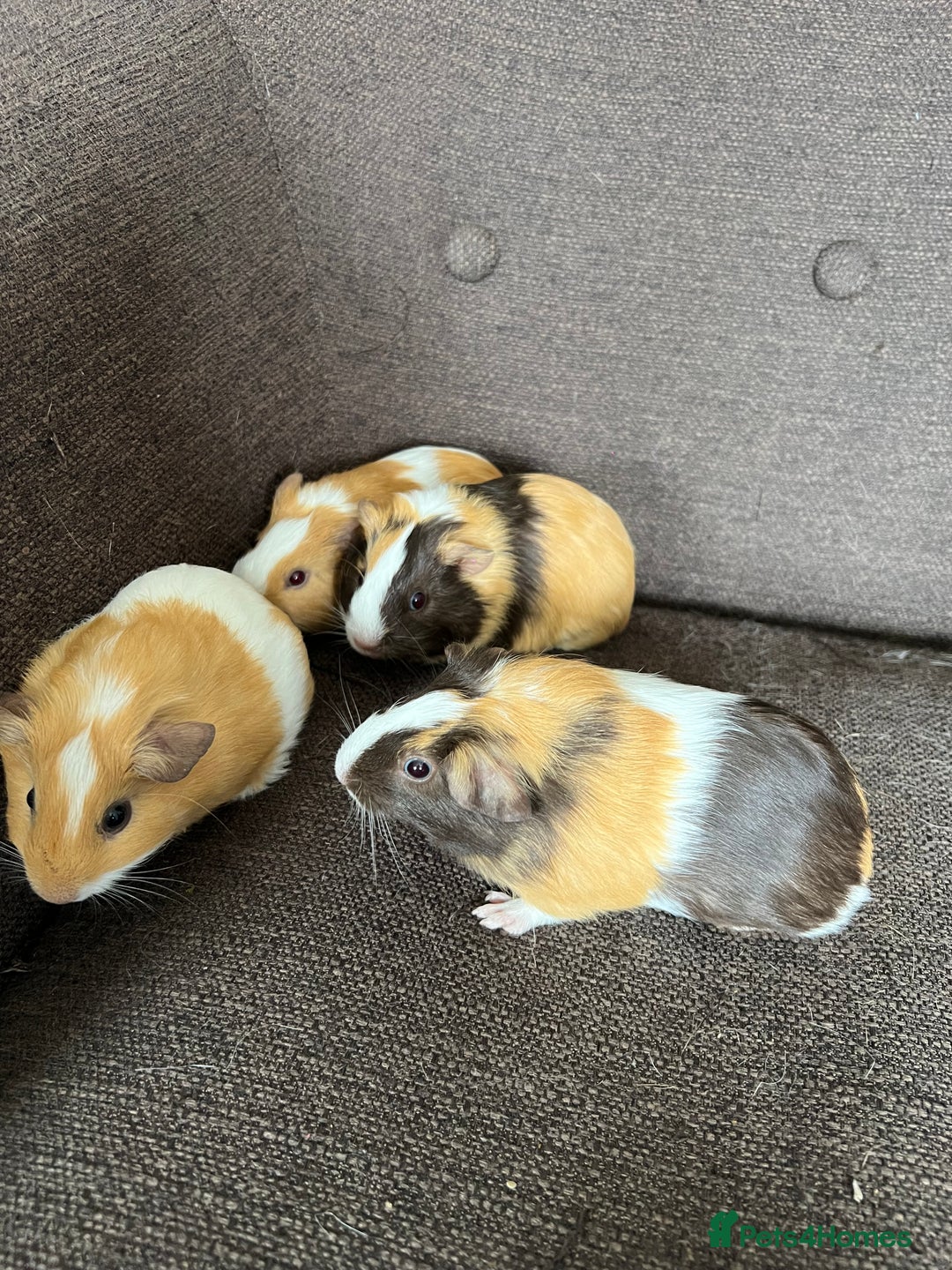 Guinea Pig rodents for sale: Baby BOY Guinea Pigs - Image 4