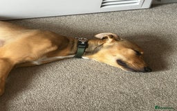 Lurcher dogs for sale: Loving 6Month Old Lurcher Puppy - Image 3