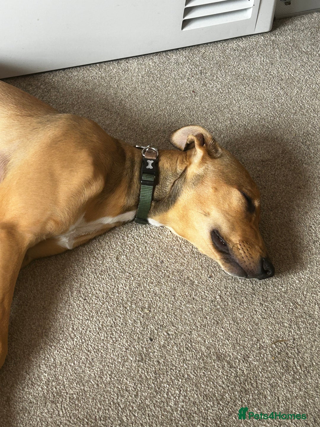 Lurcher dogs for sale: Loving 6Month Old Lurcher Puppy - Image 3