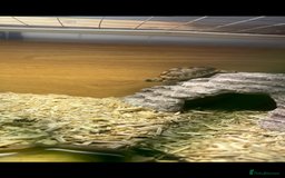 Tortoise reptiles for sale: Young tortoise for rehoming  - Image 4