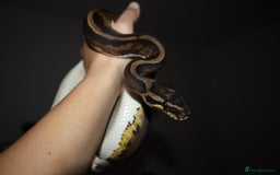 Python Snake reptiles for sale: CB24 male leopard pied - Advert 3