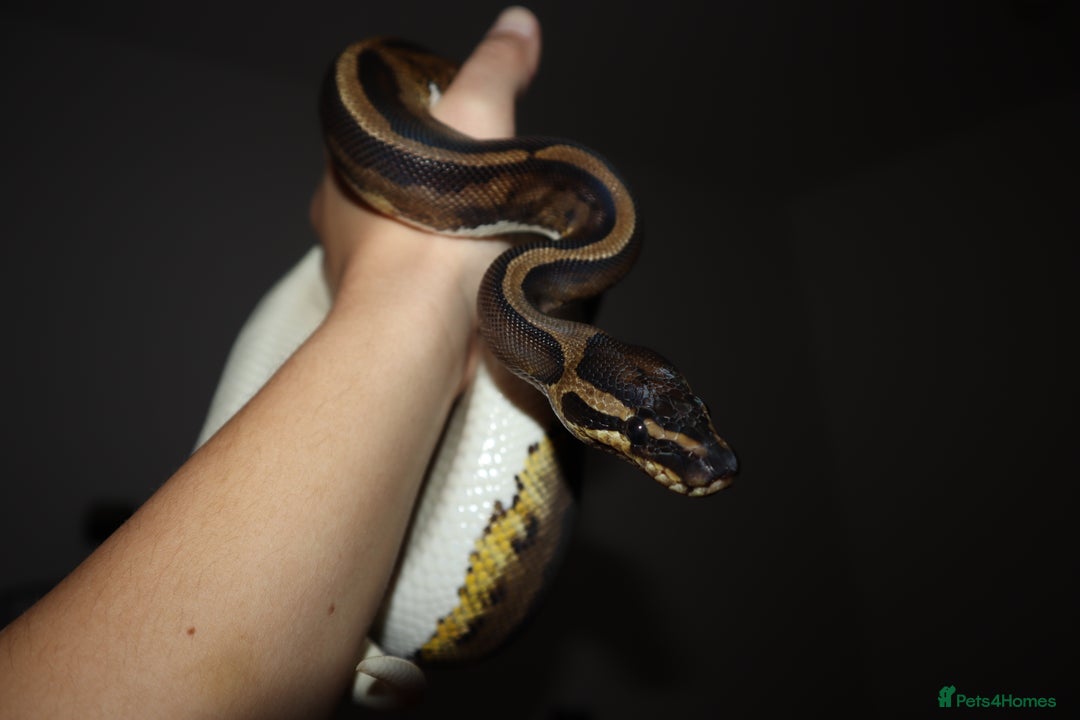 Python Snake reptiles for sale: CB24 male leopard pied - Advert 3