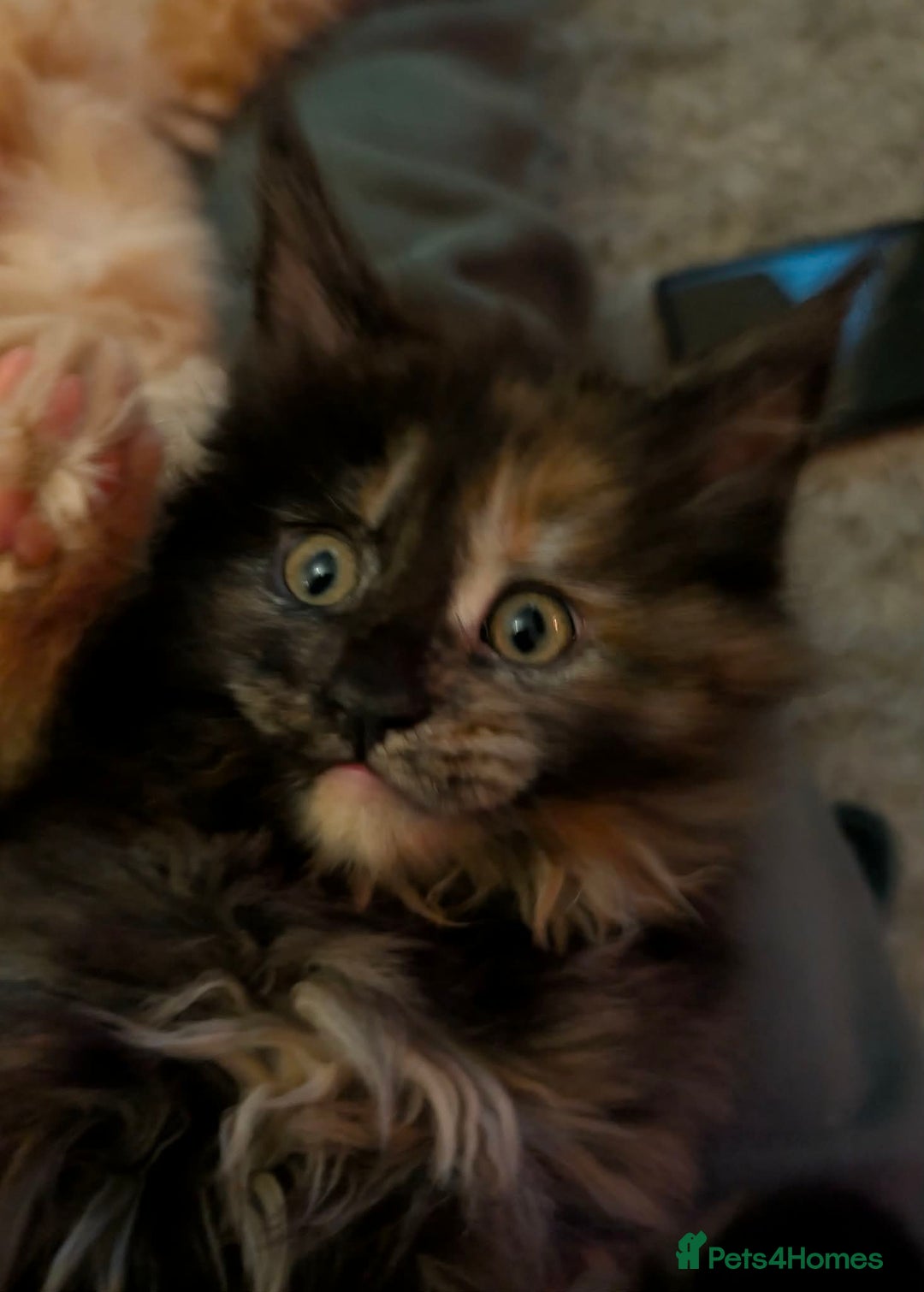 Maine Coon cats for sale: Stunning maine coon kittens  - Advert 14