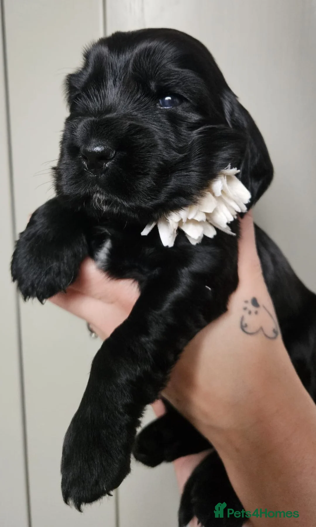 Cocker Spaniel dogs for sale: Show type Simbawood Cocker spaniel puppies  - Advert 10