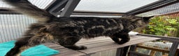 Maine Coon cats for stud: Tica Male Mainecoon stud  in Robertsbridge - Advert 3