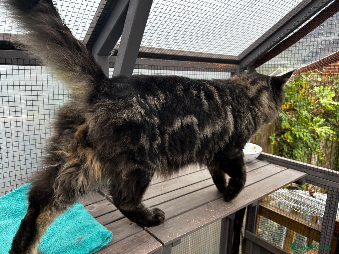 Maine Coon cats for stud: Tica Male Mainecoon stud  in Robertsbridge - Advert 3