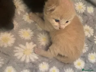 Russian Blue cats Litter of 4 mixed kittens - Advert 5