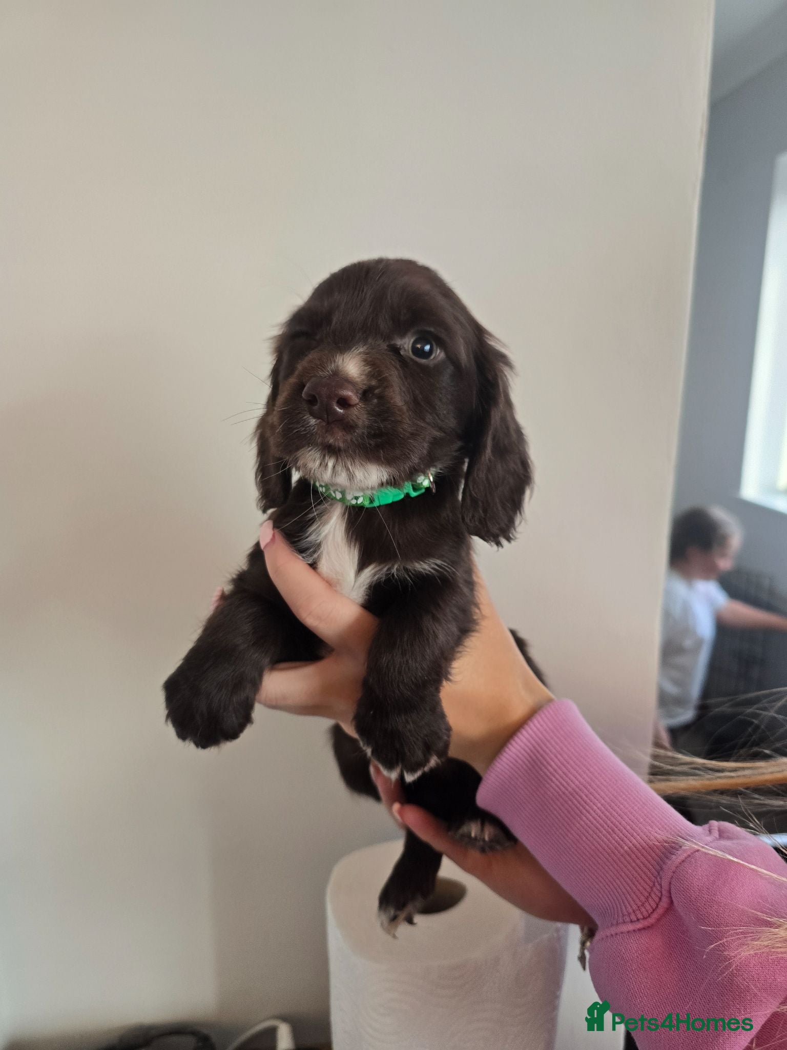 Cocker Spaniel dogs Stunning cocker spaniel puppies  - Advert 1