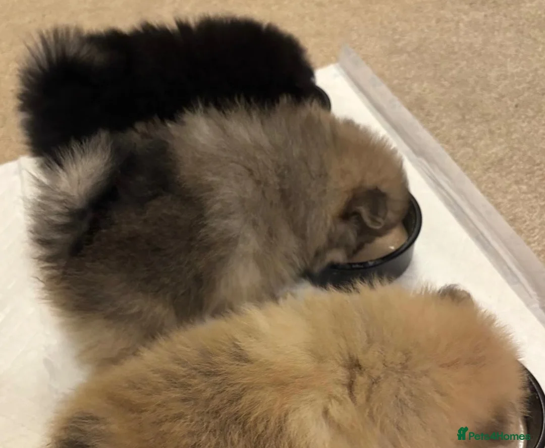 Pomeranian dogs for sale: Pomeranian puppies - Advert 2