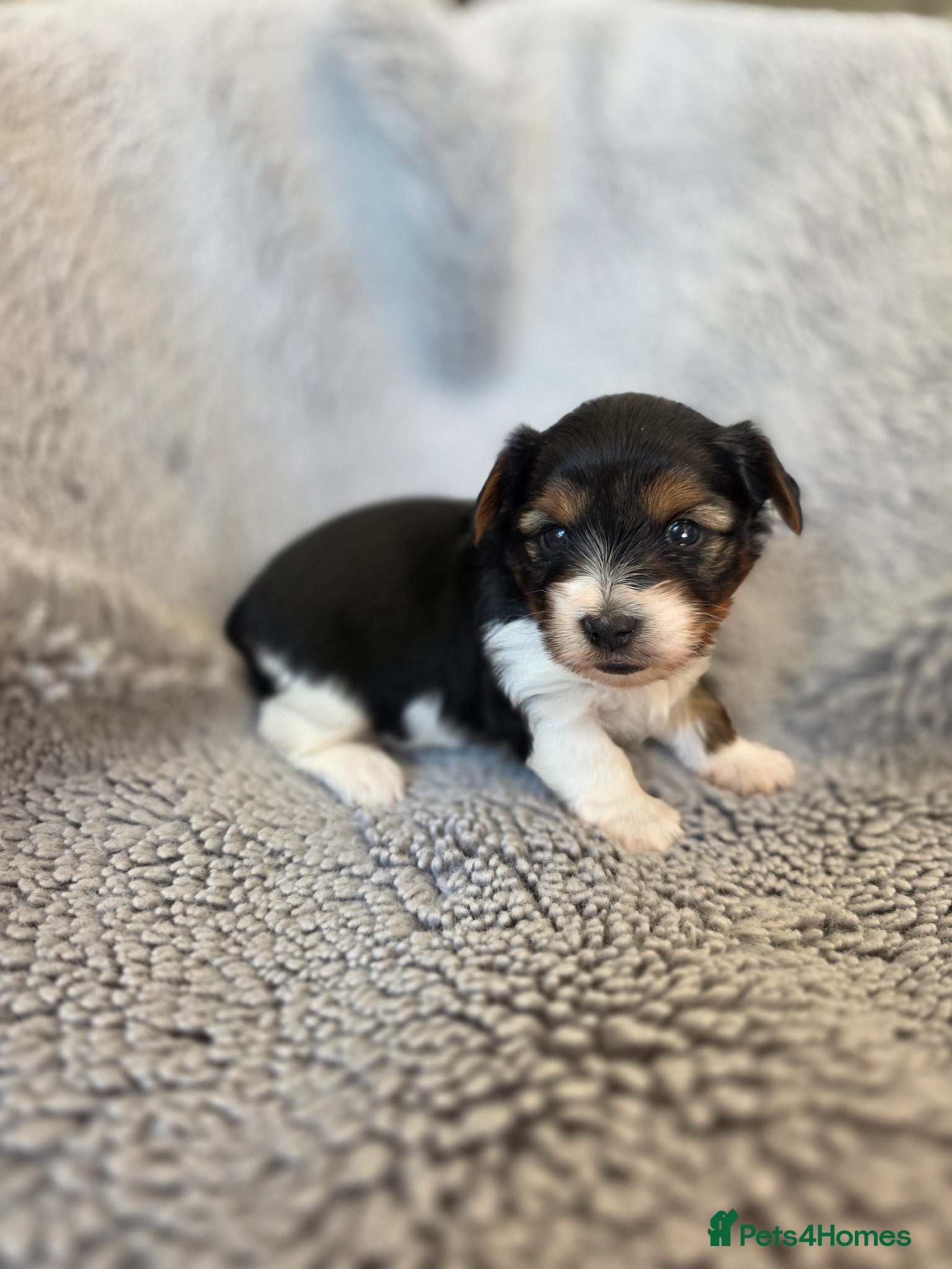 Biewer Terrier dogs for sale: Purebred Biewer Terrier Puppies - Advert 1