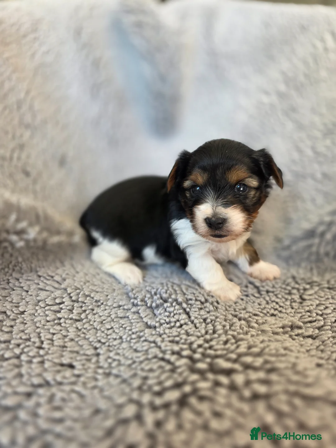 Biewer Terrier dogs for sale: Purebred Biewer Terrier Puppies - Advert 1