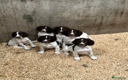 English Springer Spaniel dogs for sale: Beautiful working springer pups available  - Image 1