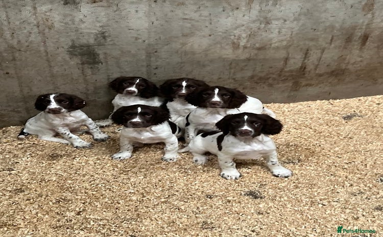 English Springer Spaniel dogs - Advert 2