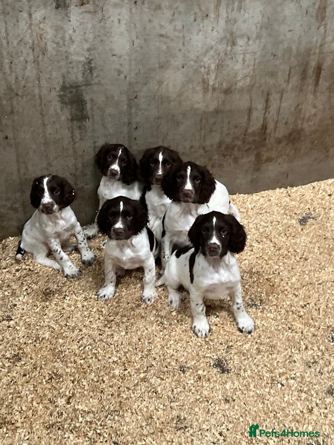 English Springer Spaniel dogs for sale: Beautiful working springer pups available  - Image 1