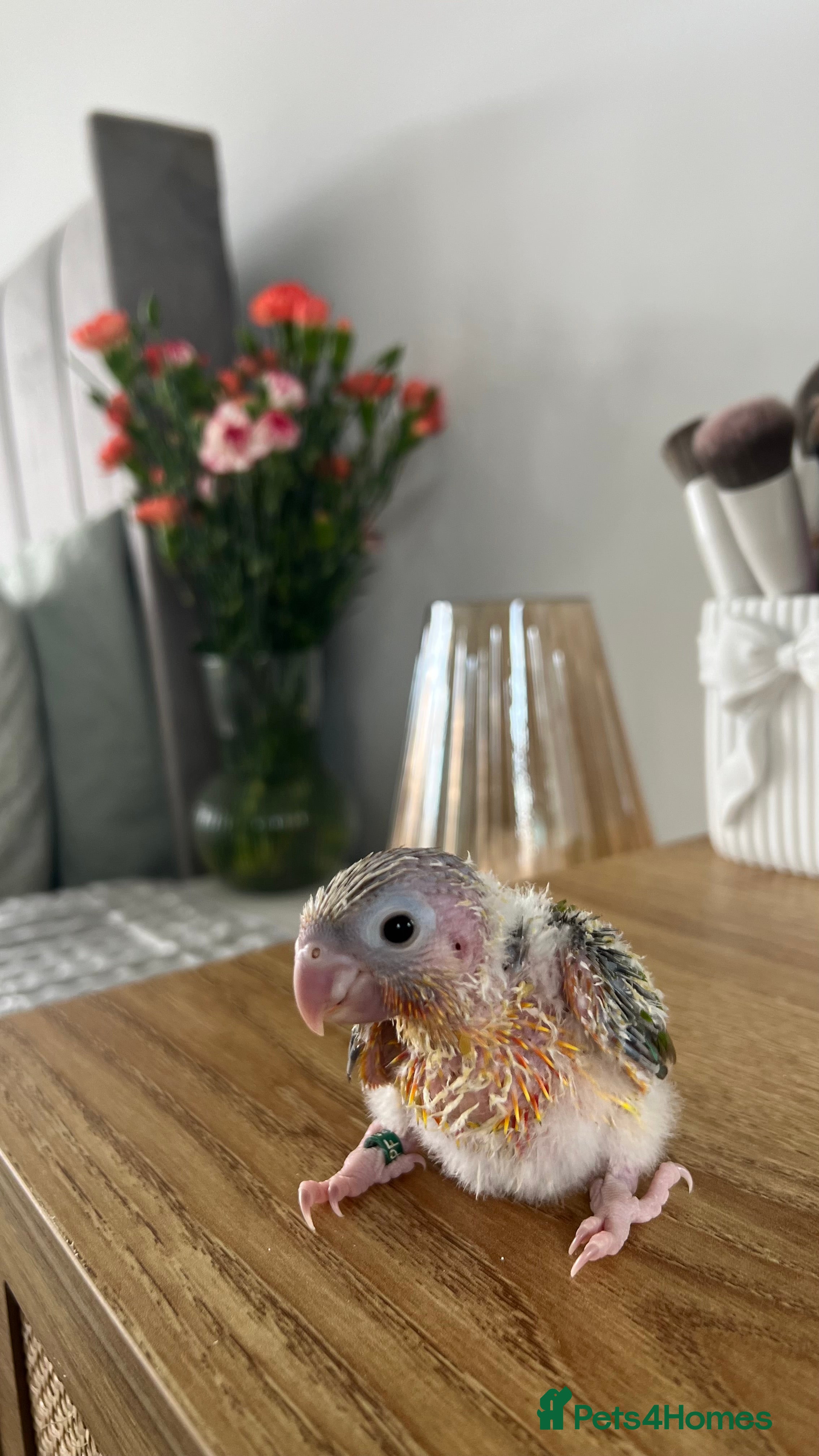 Conures birds Stunning Pineapple Conure Chicks - Advert 5