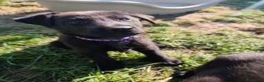 German Shepherd Puppy Purple