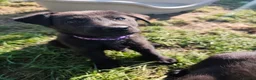 German Shepherd dogs for sale: 6 Beautiful German Shepherd Puppies (3 LEFT) - Advert 11