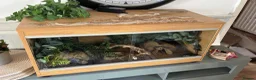 Python Snake reptiles for sale: 9 Month Ball Python - Advert 4