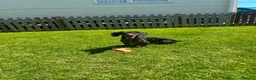 Dachshund dogs for sale: I want to rehome my dachshund  - Advert 1