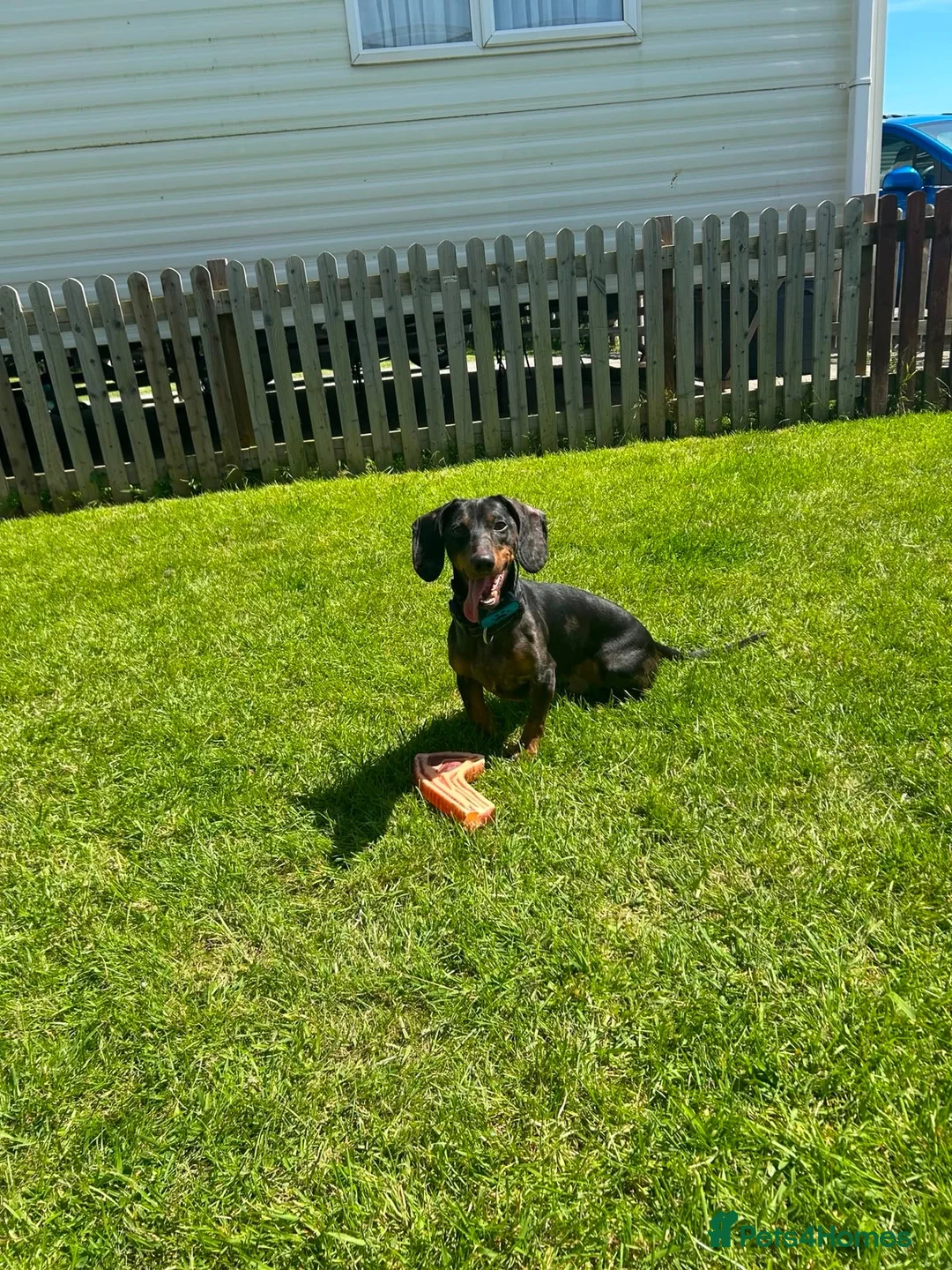 Dachshund dogs for sale: I want to rehome my dachshund  - Advert 1