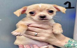 Mixed Breed dogs for sale: Jack Russell/ chihuahua cross  - Image 2