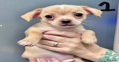 Mixed Breed dogs - Advert 12