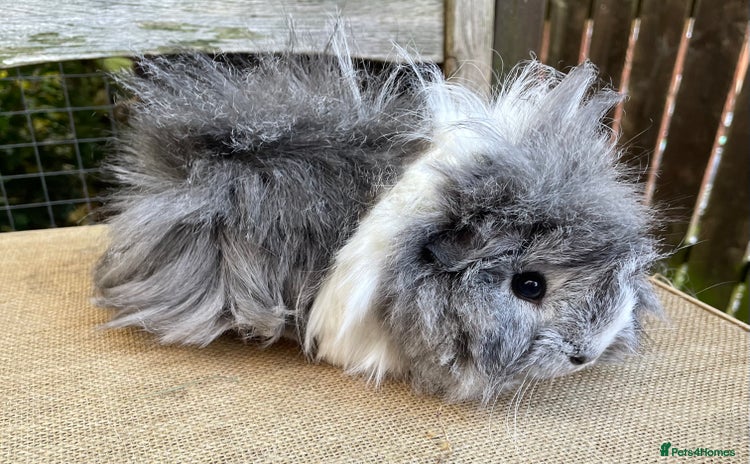 Guinea Pig rodents - Advert 8