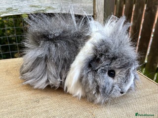 Guinea Pig rodents - Advert 16