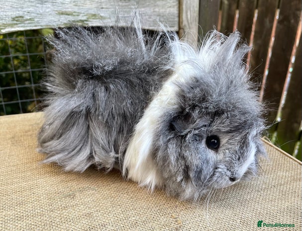 Guinea Pig rodents - Advert 8