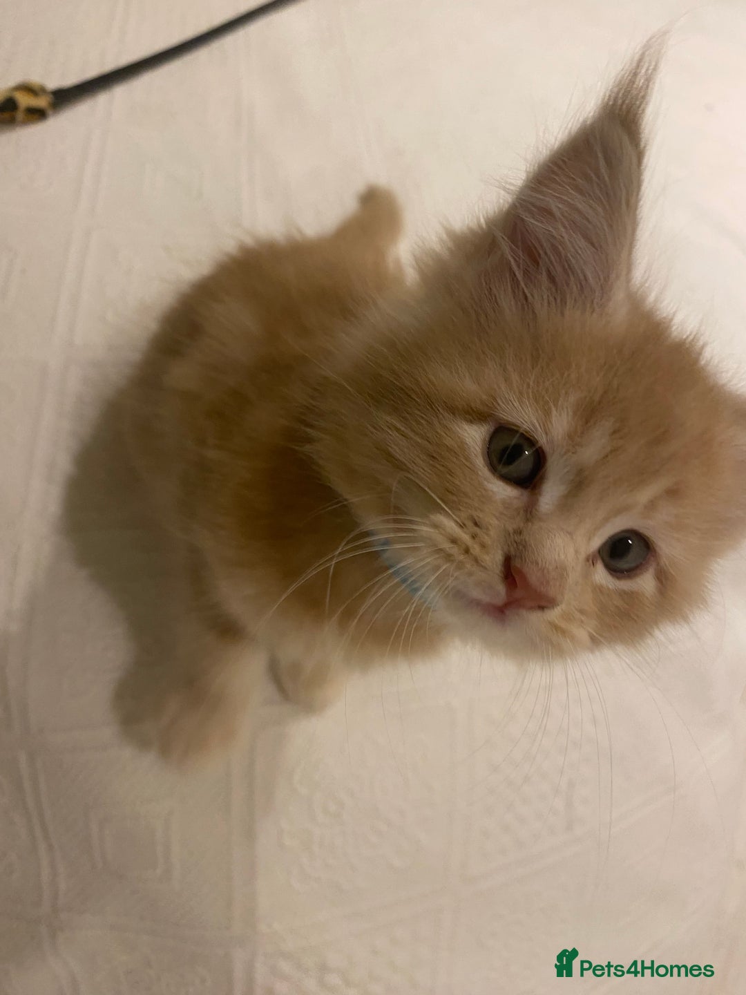 Maine Coon cats for sale: Maine coon kittens Russian/big - Advert 19