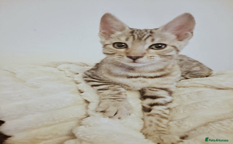 Bengal cats - Advert 14