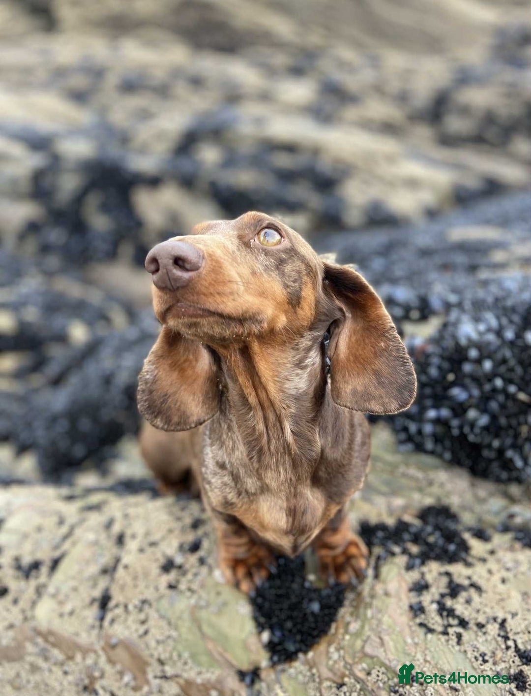 Miniature Dachshund dogs for sale: outdoorsy and loving Suzie in need of new home! - Image 4