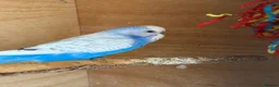 Budgerigars birds for sale: Two Male Budgies - 6/7 months old  - Advert 3