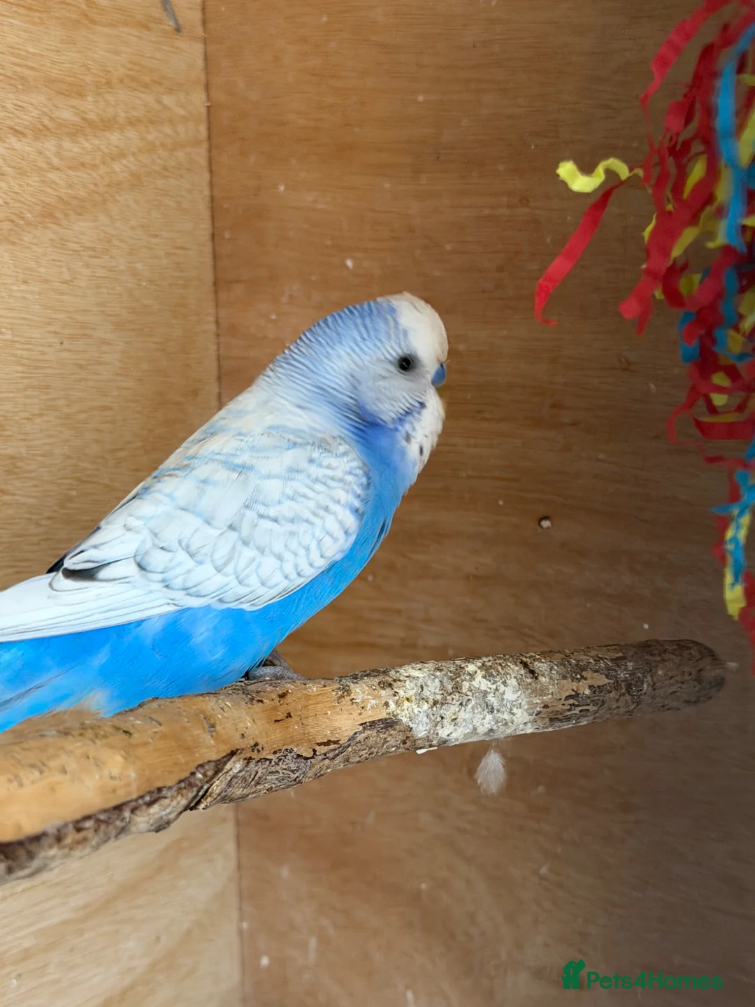 Budgerigars birds for sale: Two Male Budgies - 6/7 months old  - Advert 3