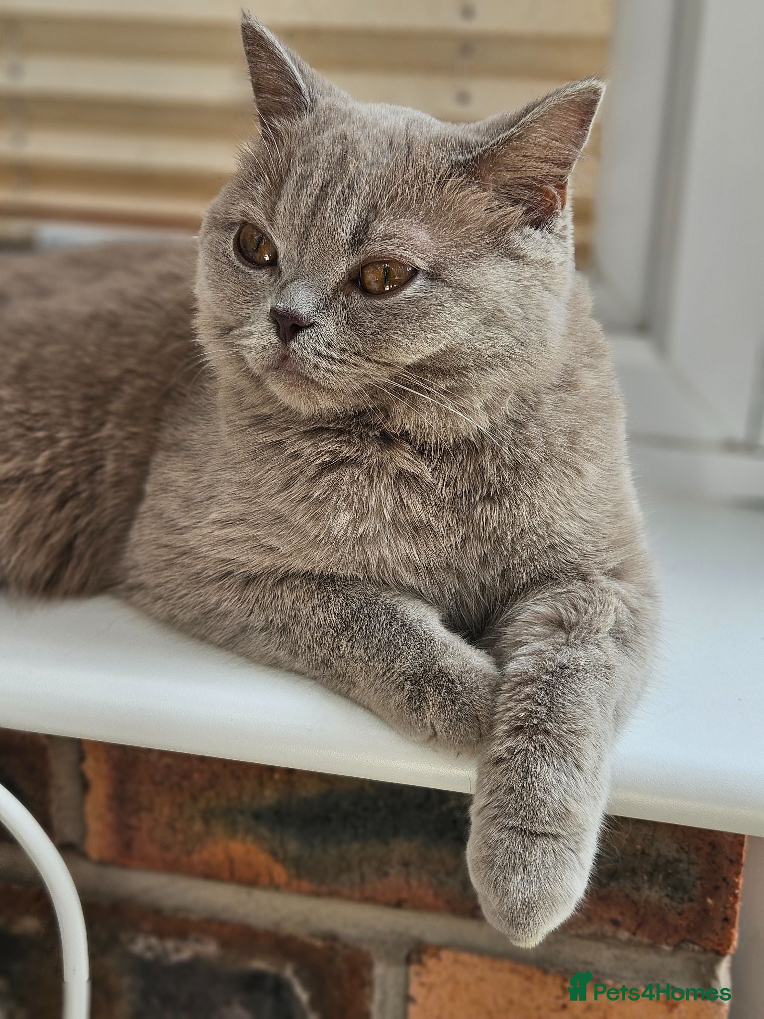 British Shorthair cats Lilac British Shorthair  - Advert 3