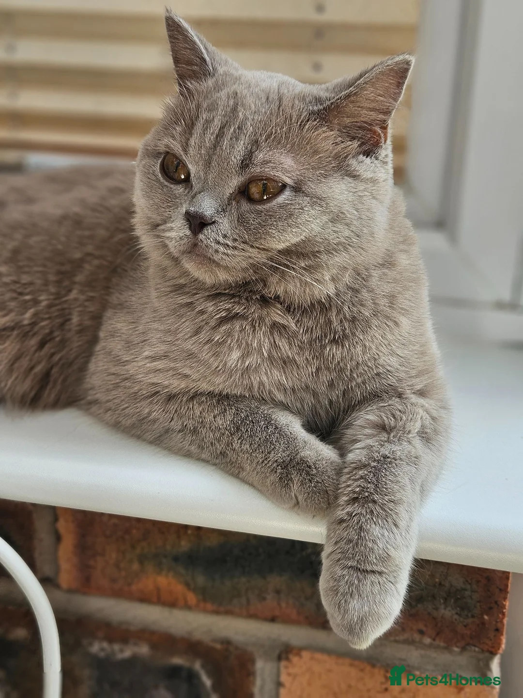 British Shorthair cats for sale: Lilac British Shorthair  - Advert 1