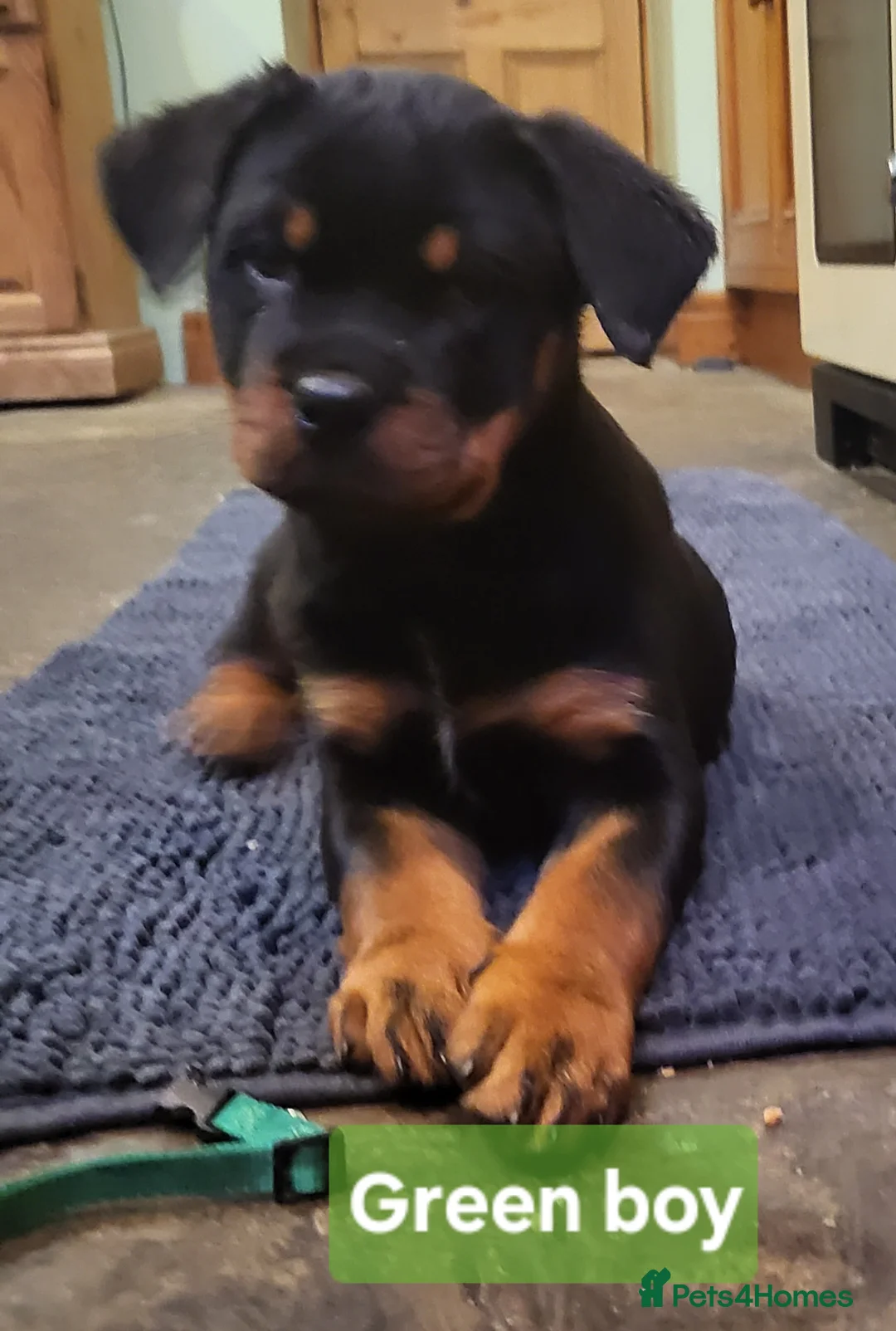 Rottweiler dogs for sale: Chunky Rottweiler Puppies - Advert 19